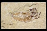 Bargain, Cretaceous Fish (Nematonotus) Fossil - Lebanon #147210-1